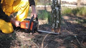 How Our Tree Care Process Works  in  Shepherd, MI